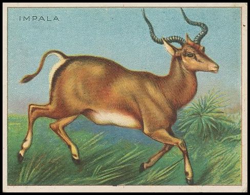 38 Impala